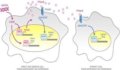 Single cell transcriptomics of bone marrow derived macrophages reveals Ccl5 as a biomarker of direct IFNAR-independent responses to DNA sensing